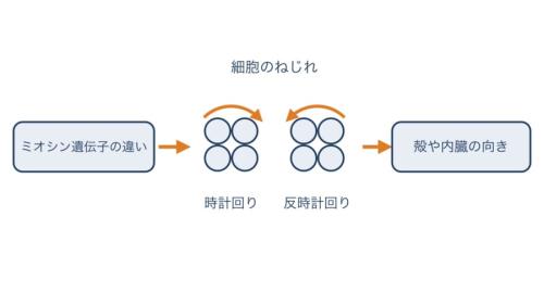ミオシンの違いが体の向きにつながると研究チームが考えている流れの図です。ごく初期の細胞のねじれが時計回りか反時計回りかで、殻や内臓の向きが決まるとみられています(形は本当の通りではありません)。