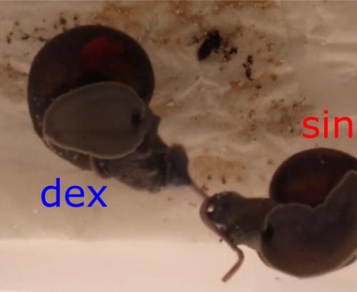 論文の図1の一部で、右巻き(dex)と左巻き(sin)のカタツムリが交尾しているところです。