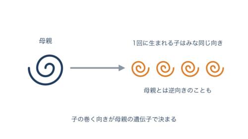 母親が1回に産んだ子の、殻の巻く向きを表した図です。子の向きはすべてそろっていて、母親の殻とは逆向きになることもあります(形は本当の通りではありません)。