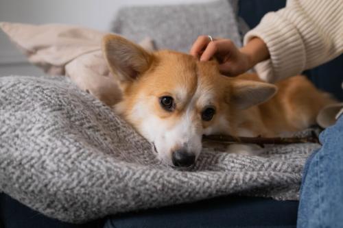 毛布の上で横になったコーギーが、飼い主の手に頭をなでられています。