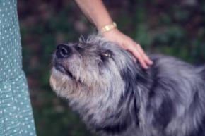 愛犬をなでた飼い主ほど「次のストレス」に体が落ち着いて反応すると判明