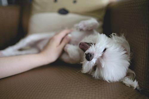あくびをしている犬が、人の手でなでられています。