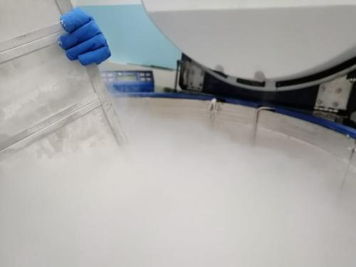 液体窒素の中で幹細胞を冷凍保存しているところです(アレッサンドリアの病院の輸血センター。今回の研究とは別の施設です)。細胞の段階では、卵子や精子、受精卵の保存に、氷を作らずに固めるガラス化がすでに使われています。