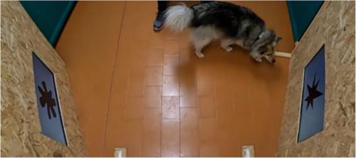 「キキ」が流れる中で、犬がトゲトゲした形を調べに行く様子です(最初の実験)。「キキ」をトゲトゲした形に結びつける点で、犬は人と同じ組み合わせを見せていました。