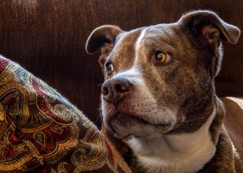 ソファの上で、何かに耳をすませている犬です。