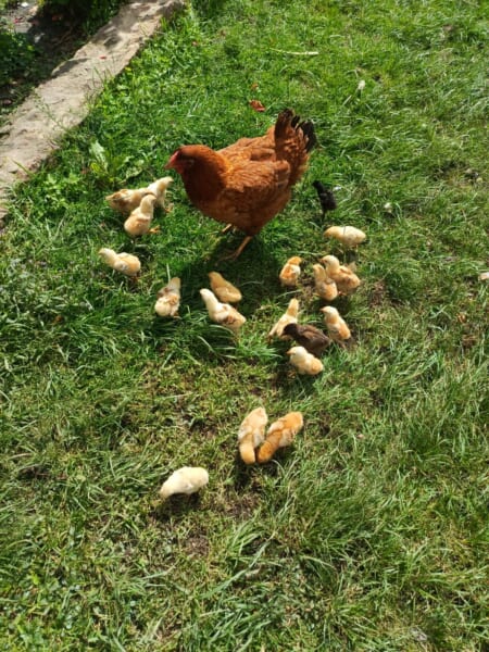 放し飼いのニワトリの親子です(実験のヒヨコではなく、別の場所で撮られた写真です)。