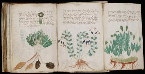 3ページ分を広げる折り込みのページで、上に文字、下に3つの植物の絵が並んでいます。