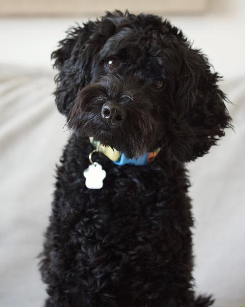 首をかしげる黒い子犬です。