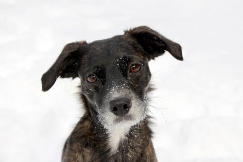 首をかしげる犬です。