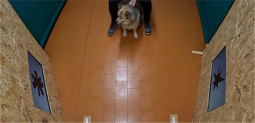 「ブーバ」が流れる中で、犬が丸い形のほうを見ている様子です(最初の実験)。この時は、飼い主にも形が見え、音も聞こえていました。