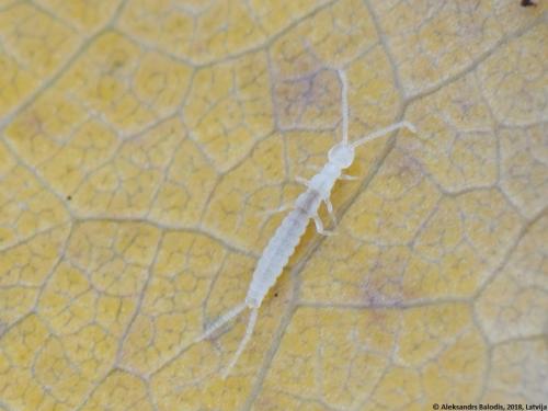 ナガコムシの仲間です。コムシの仲間は、お尻の先にある2本の突起から、双尾類(そうびるい)とも呼ばれます。