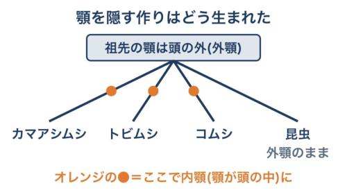研究チームが提案する、顎を頭の中に隠す作りの生まれ方を表した図です。3つの仲間がそれぞれ別々に顎を隠すようになったという考えで、枝分かれの順番は描いていません。