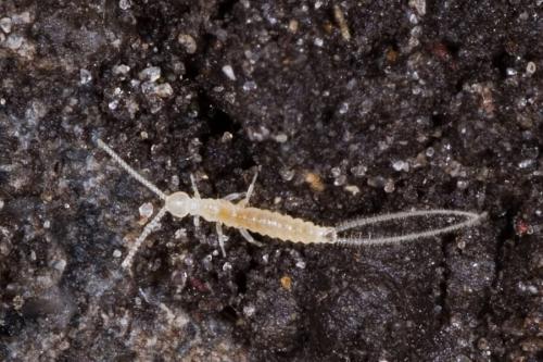 ナガコムシの仲間です(ベルギー・ヘント)。ナガコムシの仲間は、お尻の先にある2本の突起が、節の多い糸のように長く伸びています。