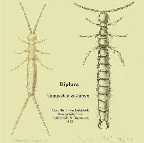 コムシの仲間の2つの主な姿である、ナガコムシの仲間とハサミコムシの仲間を描いた、ジョン・ラボック(1913年没)の図です。尾の突起が糸のように長いのがナガコムシの仲間、ハサミの形なのがハサミコムシの仲間で、ハサミコムシの仲間はこのハサミで獲物を押さえ込みます。