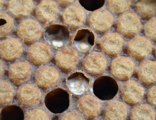 ふたをされた幼虫の部屋が並ぶ所に出た、チョーク病のようすです。 チョーク病はカビが起こす病気で、巣では春の終わりから夏にかけてよく見られます。