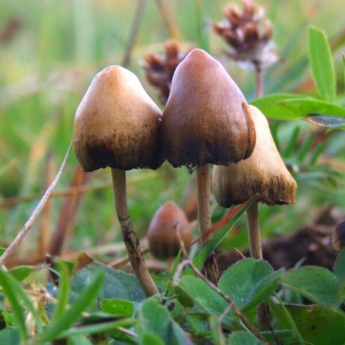 幻覚を起こすキノコの一種です(スウェーデン)。ミナミシビレタケと同じ仲間の別の種です。