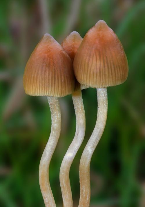 ミナミシビレタケと同じシビレタケ属(Psilocybe)の、別の種のキノコです。東京都は、幻覚を起こすキノコの乱用を続けると、覚醒剤や大麻などほかの薬物の乱用につながるおそれがあると注意しています。