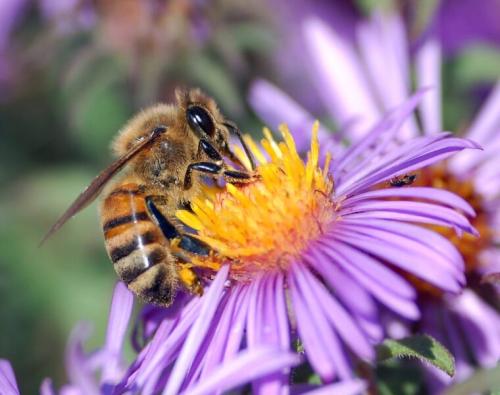 セイヨウミツバチが、口の管を伸ばしてアスターの花から蜜を吸っています。