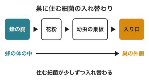 巣の場所ごとに住んでいる細菌の顔ぶれを、並び順で示した図です。住人は左から右へゆるやかに変わり、この変化は菌を抑える守りの移り変わりとよく重なっていました。