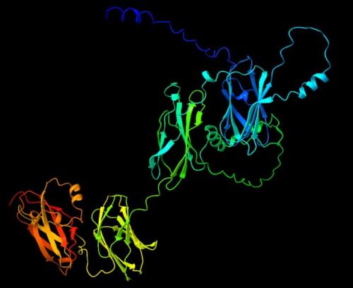 ヒトの遺伝子NDNFが作るタンパク質の推定構造で、青と緑の2つの領域に分かれて描かれています。この形は、遺伝子のアミノ酸の並びをもとに割り出されたものです。