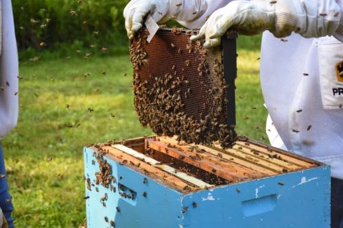 養蜂場のミツバチの巣箱と養蜂家の写真です(米国農務省の写真)。 今回の研究では、オーストラリアの5か所の養蜂場で飼われている群れが調べられました。
