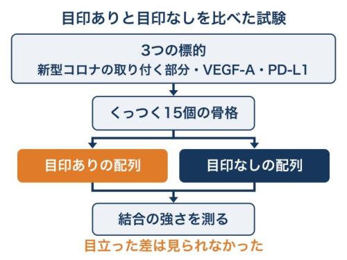 目印ありと目印なしの配列を同じ条件でつくり、くっつく強さを比べた試験の流れの図です。同じ骨格から両方をつくって測り、差が出るかを調べた点が見どころです。