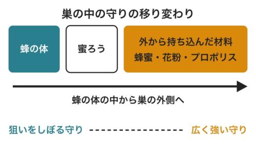 菌を抑える守りが、巣の中の働きの上での位置によってどう変わるかを表した図です。蜂の体から出る物は巣で問題になる一部の菌に的をしぼり、外側の蜂蜜やプロポリスは細菌にもカビにも幅広く効きます。