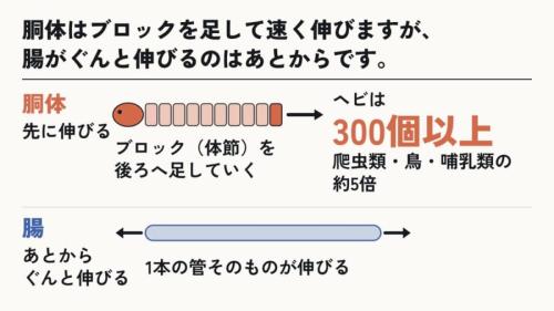 胴体と腸は、伸び方の仕組みが違う