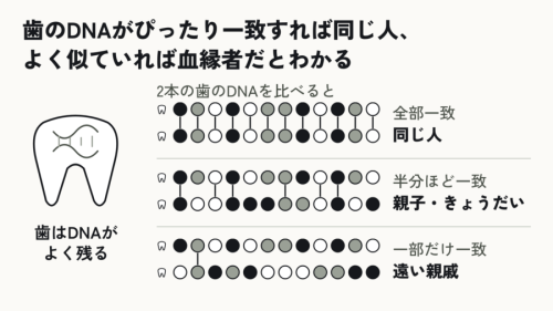 歯のDNAで持ち主を見分ける