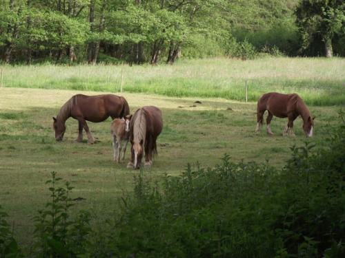 フランスのオート=ピレネー県で撮られた馬たちです。患者の神経の症状は、このウイルスに感染した馬で報告された症状と一致していました。