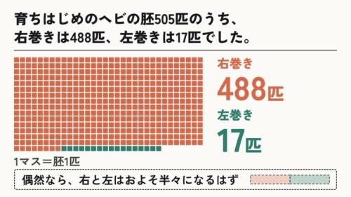 育ちはじめのヘビの胚は、505匹中488匹が右巻きだった