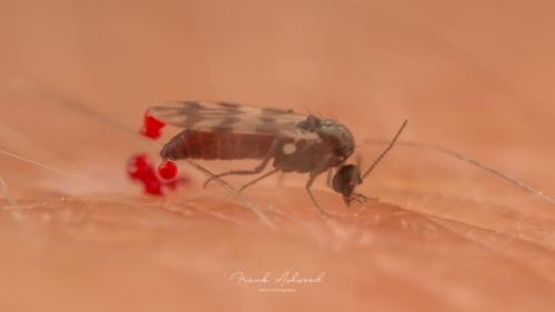 人の肌にとまって血を吸っている、ヌカカの一種(ハイランドミッジ)です(イギリス・アラン島のブロディック、2020年7月)。おしりの先のあたりに、赤いしずくが見えています。