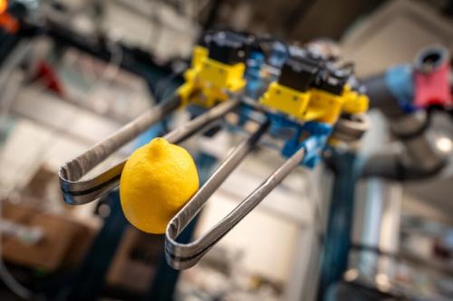 アメリカのカリフォルニア大学サンディエゴ校の研究室で作られた、物をつかむロボットの手(グリッパー)が、レモンをはさんで持ち上げているところです。別の研究室のロボットで、今回の藻で動く腕ではありません。