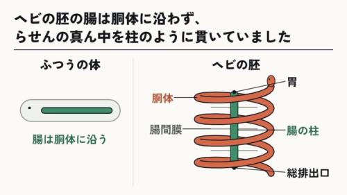 腸は胴体に沿わず、真ん中を突っ切っていた