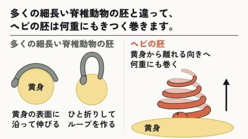 ヘビの胚は、黄身から離れる向きへ何重にも巻く