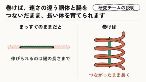 巻けば、つながったまま長くなれる