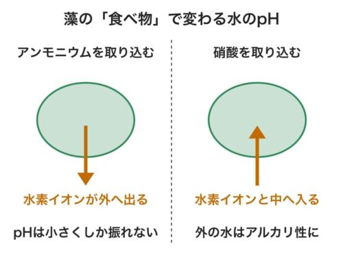 藻の細胞が窒素の材料を取り込むときの、水素イオンの出入りを表した図です。矢印の向きが左右で逆になるので、硝酸の方が外の水をアルカリ性に傾けます。