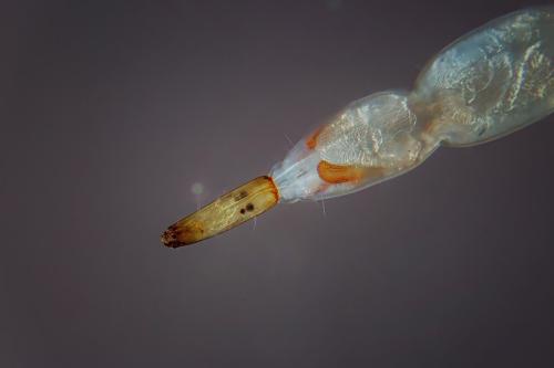 エストニアのラクヴェレの池で2021年5月に採られた、ヌカカの仲間の幼虫を顕微鏡で撮った写真です。
