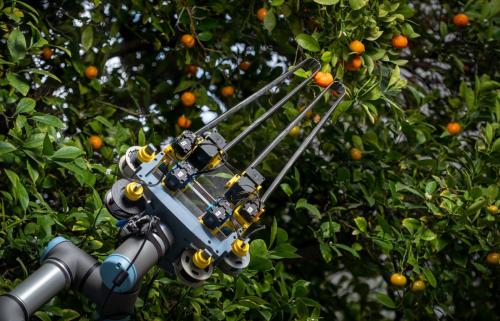 同じ研究室の、物をつかむロボットの手を、オレンジの実る木の枝の間に入れたところです。別の研究室のもので、今回の藻で動く腕ではありません。研究チームも、藻で動く腕の使い道に農作業の自動化装置を挙げています。