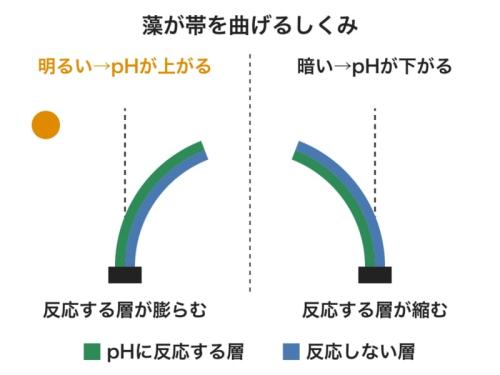 明るい時と暗い時に、2層の帯がどちらへ曲がるかを表した図です。膨らんだ層が外側に回るように反るので、点線のまっすぐな位置から左右逆へ曲がります(形は模式的です)。