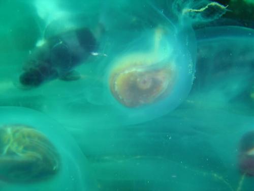 サルパという生き物の体の中にいたラダーフィッシュの幼魚です(南アフリカ・ケープタウン)。幼魚は生きていて、傷ついた様子はありませんでした。