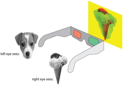左目には子犬、右目にはアイスクリームが映るようすを描いた、両眼視野闘争の説明の図です。左右の目に違う像が入ると、見えるものが2つの間で交互に入れ替わります。