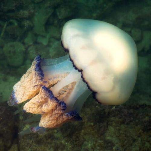 スロベニアのピラン港に浮かんでいた大きなクラゲ(英語名バレルジェリーフィッシュ、学名:Rhizostoma pulmo)です。アドリア海でラダーフィッシュの幼魚が付くことが知られている別の種類のクラゲは、このクラゲです。