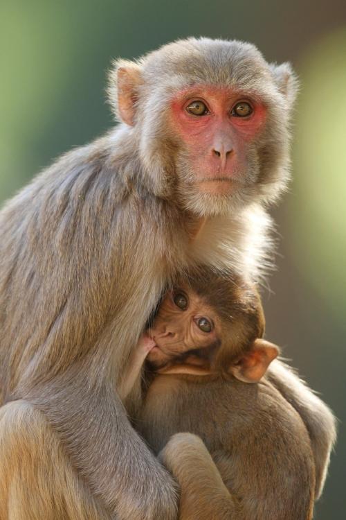 子どもを抱くアカゲザルの母親です。この仲間のサルの脳では、同じ細胞が状態に応じて、表す顔を切り替えていました。