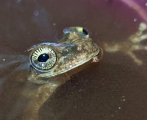 水につかって目だけを出したオステオケファルス・オオファグスです(論文の図2の一部を切り出し、フランス領ギアナ)。水面から出た金色の目にも、放射状の黒い線が見えます。
