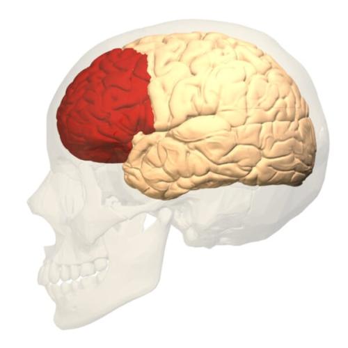 人の脳の左半分で、前頭前野(赤)がおでこの奥にあることを示した図です。研究チームは、サルの脳でも前頭前野で記録しました。