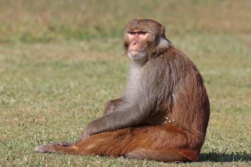 ネパールのカトマンズ近くにあるゴカルナの森で撮られた、アカゲザルのオスです。研究チームは、サルの脳のうち、顔を見たときに強く働く小さな領域をねらって記録しました。