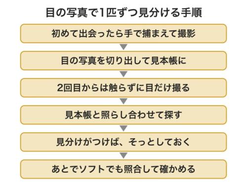 夜の調査で、目の写真だけを手がかりにカエルを見分けていった流れの図です。見分けがつかない時だけ、初めての時と同じように捕まえて撮影しました。