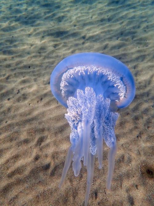 ギリシャの地中海で撮られたバレルジェリーフィッシュで、ダイオウクラゲとは別の種類のクラゲです。