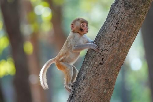 インドのジム・コーベット国立公園で撮られた、アカゲザルの赤ちゃんです。サルの脳で見つかった切り替わりが人の脳でも起きているかは、この研究では確かめられていません。